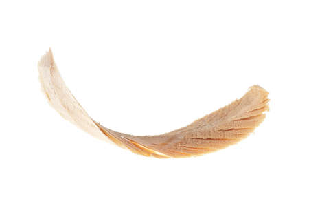 Wood shaving isolated on white backgroundの写真素材