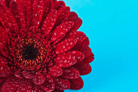 Red gerbera flower in water drops on blue backgroundの写真素材