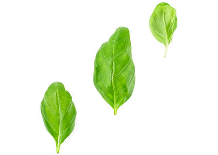 Fresh basil leaves on white background