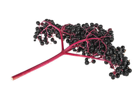 Elderberry twig with fruit on a white background