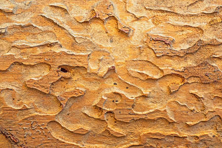 Texture of the old spoiled wood damaged by woodwormの写真素材