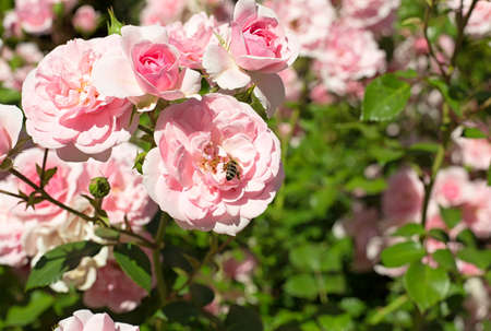 Beautiful pink roses in spring garden
の写真素材
