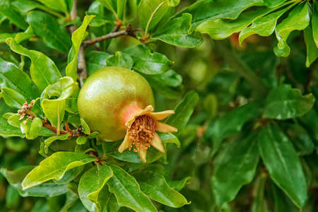 Green pomegranate fruit on tree branch. The foliage on the background.
