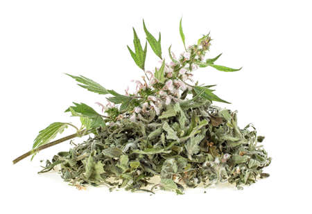 Motherwort plant over white background. Heap of dried and fresh plant.の写真素材