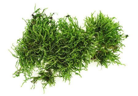 Green moss on white background, top view.