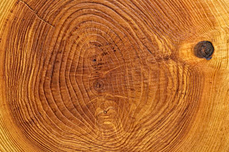 Ð¡ross section log texture. Ash-tree.の写真素材