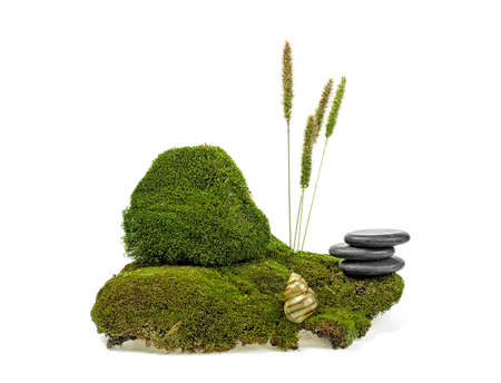 Green moss with a snail, spikelets and stones on a white backgroundの写真素材