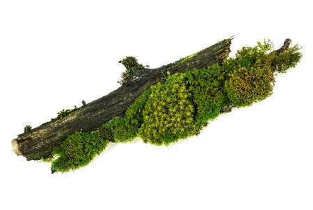 Green moss on twig isolated on white backgroundの写真素材