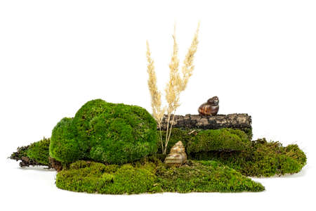 Green moss with reeds and snails isolated on white backgroundの写真素材