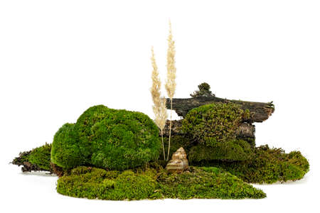 Green moss with reeds and snail isolated on white backgroundの写真素材