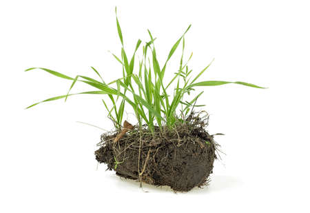 Grass, soil and grass isolated on white background. Gardening.の写真素材