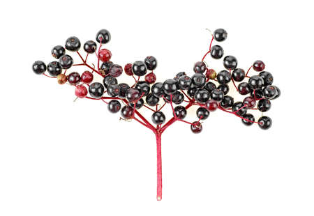 Black elderberry fresh fruit isolated on a white background