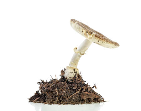Mushroom with undergrowth isolated on white background. Amanita regalis.の写真素材
