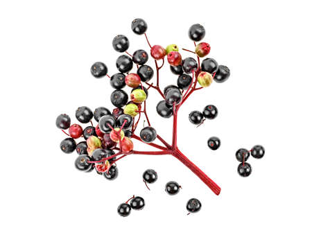 Young branch of Elderberry with berries isolated on white background