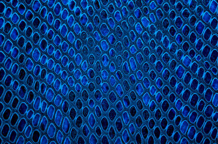 Snake skin background. Blue color.の写真素材