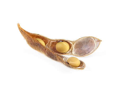 Soybean pod isolated on white background. Soya - protein plant for health food.