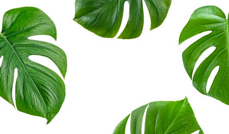 Tropical palm leaves Monstera on white background. Top view.