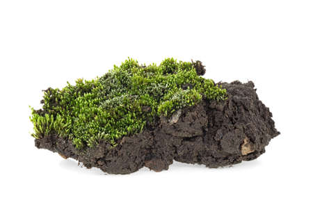 Green moss with grass on pile of soil, white background.の写真素材