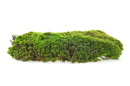 Green moss isolated on a white background. Forest moss.の写真素材