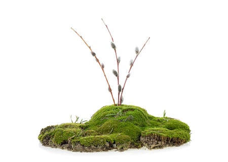 Green mossy hill with branches isolated on a white backgroundの写真素材