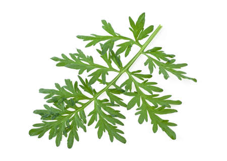 Sprig of medicinal wormwood on a white background. Sagebrush sprig. Artemisia, mugwort.の写真素材