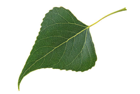 Green leaf poplar isolated on a white backgroundの写真素材