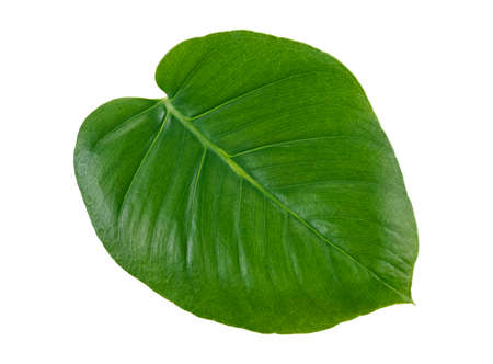 Leaf of Monstera plant, white background.