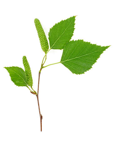 Green birch buds and leaves isolated on white backgroundの写真素材