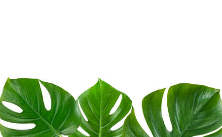 Frame of tropical leaves Monstera on white background with space for text. Top view.