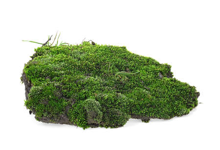 Wet green moss isolated on a white backgroundの写真素材