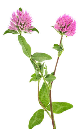 Clover flowers on a stem with green leaves, white background.の写真素材