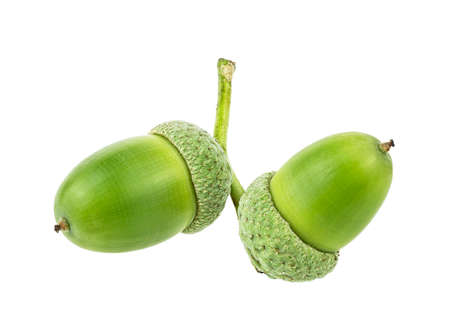 Two green acorns isolated on a white backgroundの写真素材