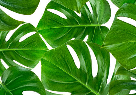 Monstera plant pattern backgroundの写真素材