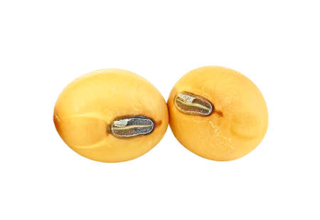 Soybeans isolated on a white background. Macro shot. Without shadow.の写真素材