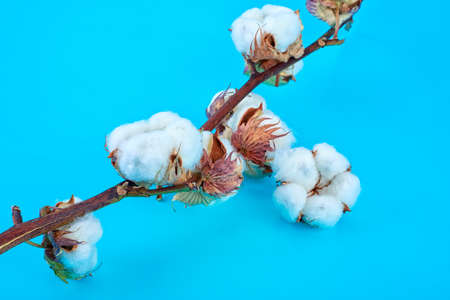 Branch of white cotton flowers on blue background. Dried white fluffy cotton flower.