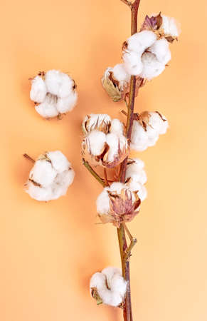 Cotton branch with white flowers on brown background. Light color cotton background. Top view.の写真素材