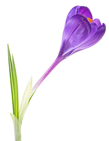 Crocus flower with leaves isolated on a white backgroundの写真素材
