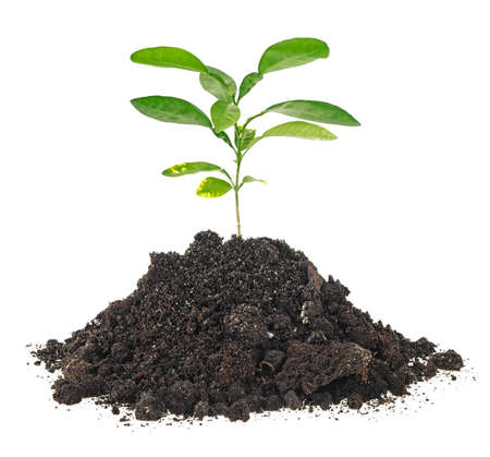 Small plant of citrus fruit in a mound of dirt on a white backgroundの写真素材