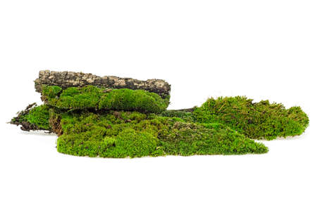 Green moss isolated on a white background - moss on branch, green mossy hill.の写真素材