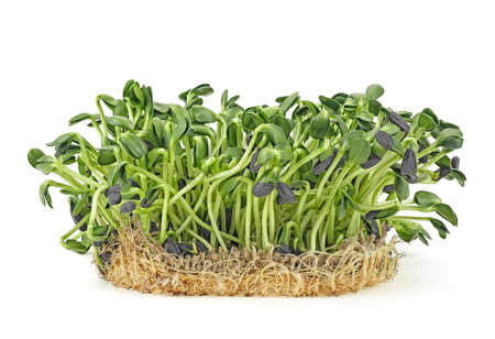 Young sprout microgreen isolated on white background. Sunflower sprouts. Healthy eating concept.の写真素材