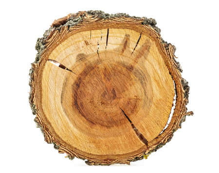 Apricot tree - Cross section of tree trunk isolated on white background.の写真素材