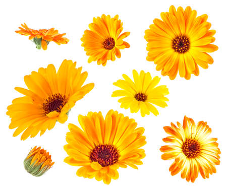 Collection of yellow and orange flowers of marigold isolated on white background. Medicinal herbs.の写真素材