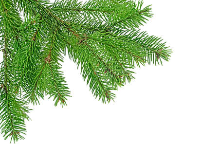 Branch of fir tree on a white backgroundの写真素材