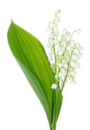 Lily of the valley flowers with leaves isolated on a white background. Convallaria majalis.の写真素材