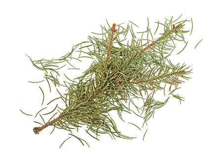 Dried fir needles after christmas, isolated on a white background