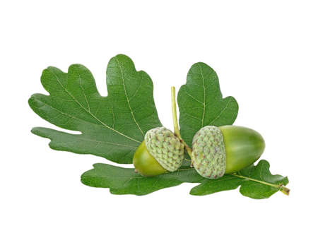 Green acorn fruits with green leaf isolated on a white backgroundの写真素材