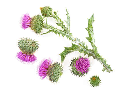 Milk thistle flower isolated on a white background with copy space. Top view.の写真素材
