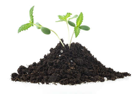 Sprouts of hemp cannabis marijuana growing from soil, white background.の写真素材