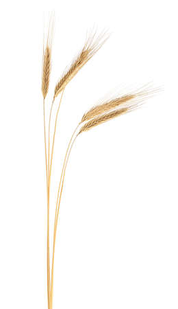 Spikelets of ripe rye isolated on a white background. Rye ears.
の写真素材