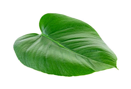 Young monstera leaf isolated on a white background
の写真素材